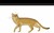 猫后沙风