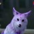 紫狐