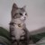 小仙猫钮钴禄·肉