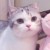 猫咪（作者大大）