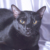 scp049猫化