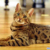 scp173猫化