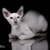 scp096猫化