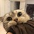灵猫（2等）