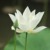 白莲花（抢伊莱）