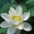白莲花