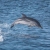 灰海豚大西洋
