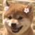 芒果