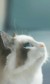 水猪