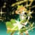 葉星瀾