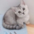 茶色貓春