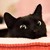 小黑猫