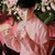张云雷