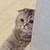 猫咪头