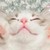 作者（雪苗）