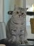 灰猫