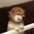 狗子。