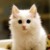 猫咪