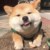 飞絮