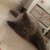 小猫