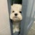 平平无奇的小作者