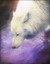 母狼花羽兒