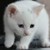 林稀倩（猫咪外表）