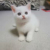 顾玖吟（猫形）