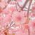 葉清水
