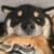 柴六斤