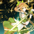 叶星澜