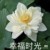 池妈妈