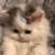 猫形态