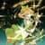 叶星澜