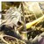 伊莱克斯