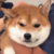 主持人