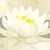 易白莲（配角）