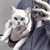 小猫（绵绵）