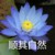 爸爸
