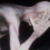 096排骨