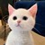小猫咪