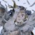 段雪