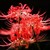 花妖
