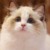 其他的猫