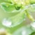 小茶（綠茶）