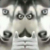 同学D