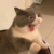 赵总