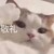 牛猫