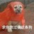 狗日