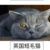 宋龙宠物科迪